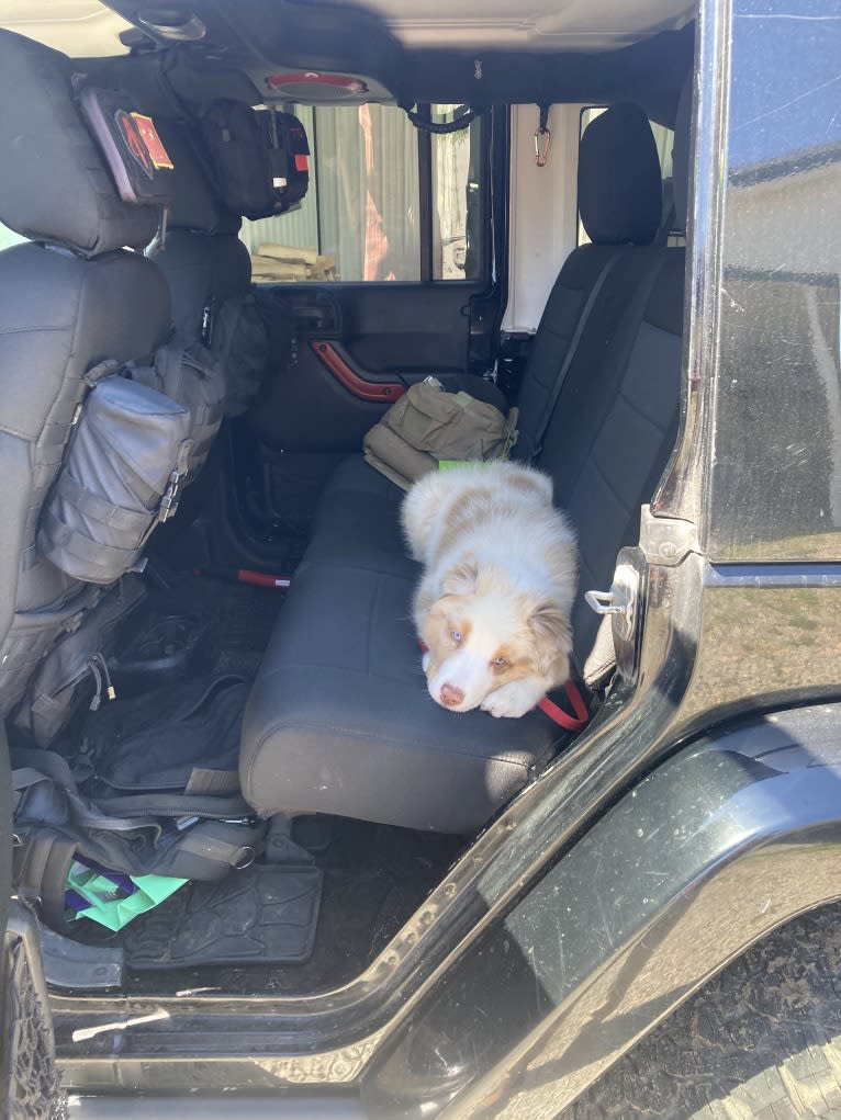 Laika, an Australian Shepherd tested with EmbarkVet.com