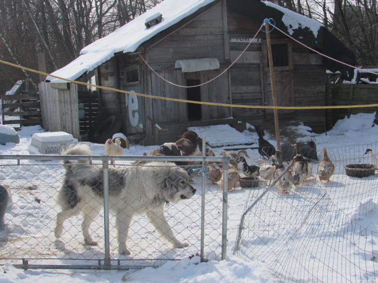 Kima, a Great Pyrenees tested with EmbarkVet.com