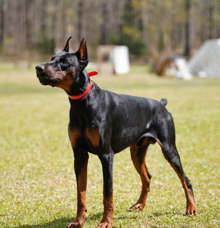 Duke, a Doberman Pinscher tested with EmbarkVet.com