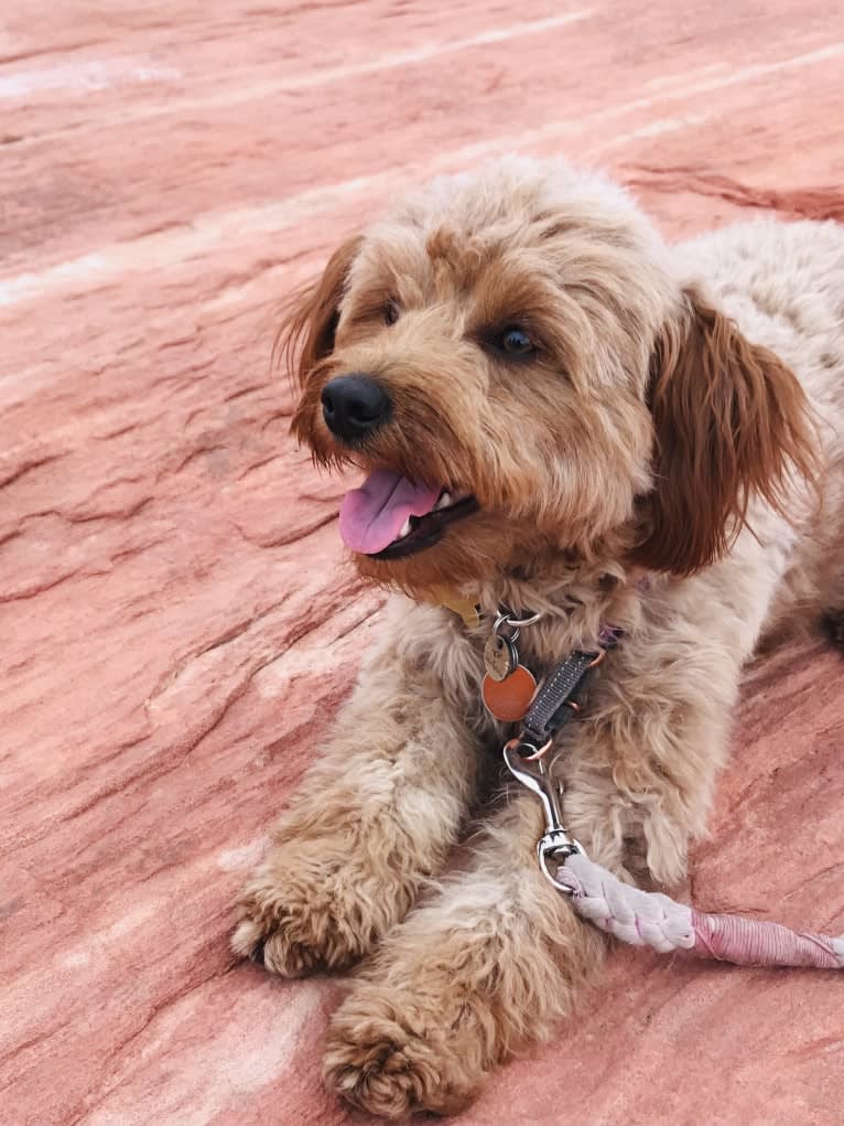 Cocoa, a Labradoodle tested with EmbarkVet.com