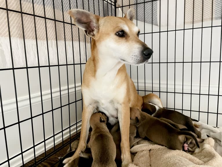 Bunny, a Rat Terrier and Labrador Retriever mix tested with EmbarkVet.com