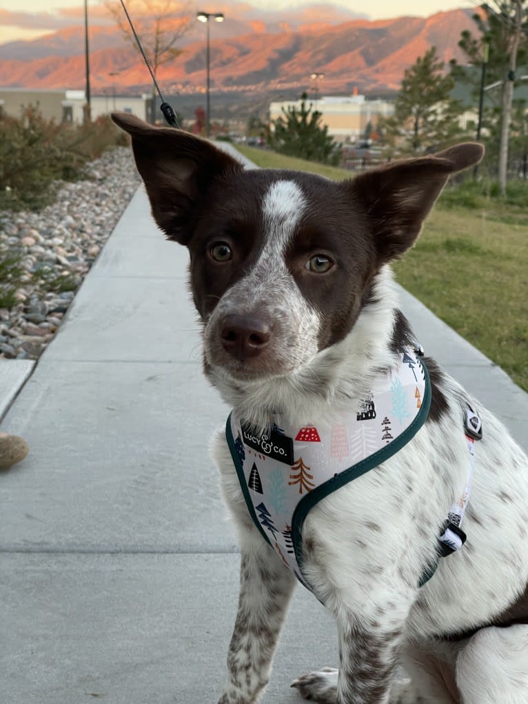 Darla, an Australian Cattle Dog and Border Collie mix tested with EmbarkVet.com