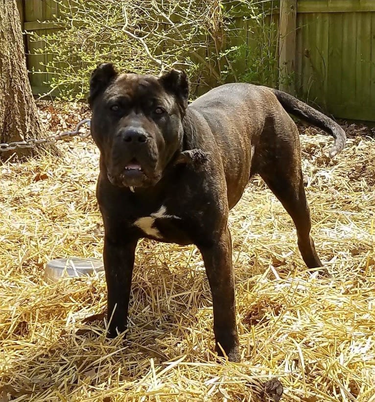 Essence, a Perro de Presa Canario tested with EmbarkVet.com