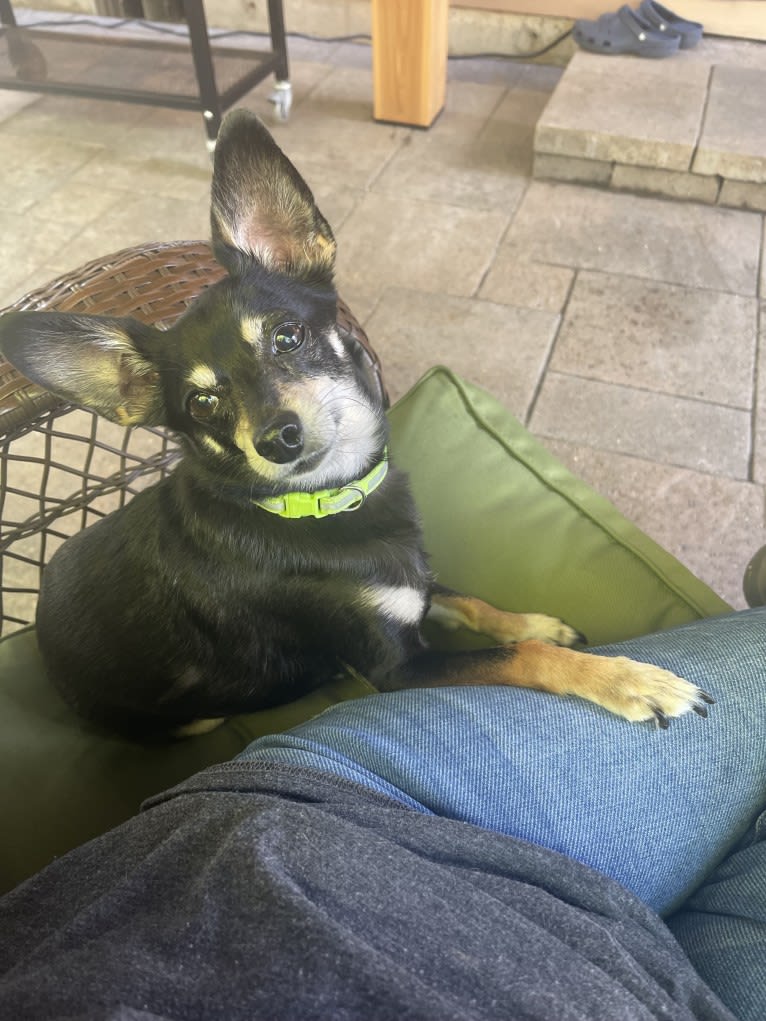 Jake, a Chihuahua and Dachshund mix tested with EmbarkVet.com