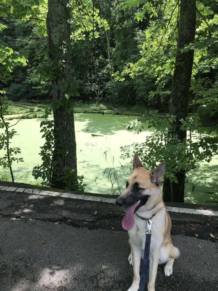 Echo, a German Shepherd Dog and Alaskan Malamute mix tested with EmbarkVet.com