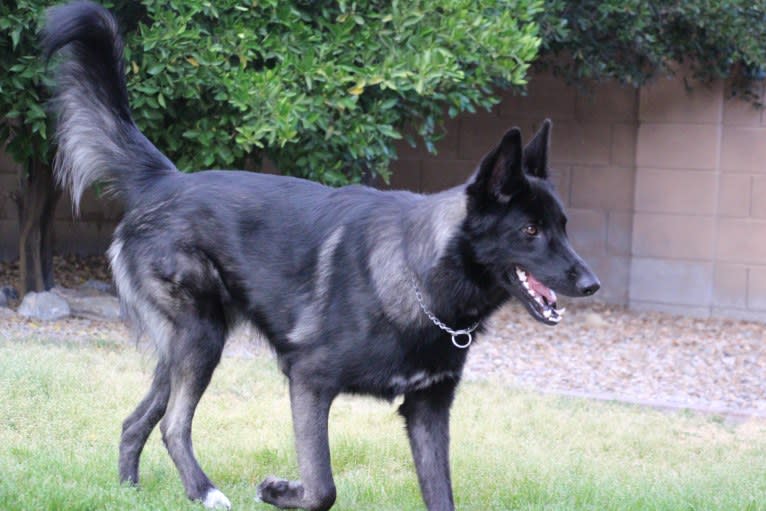 Ame, a Belgian Sheepdog and German Shepherd Dog mix tested with EmbarkVet.com