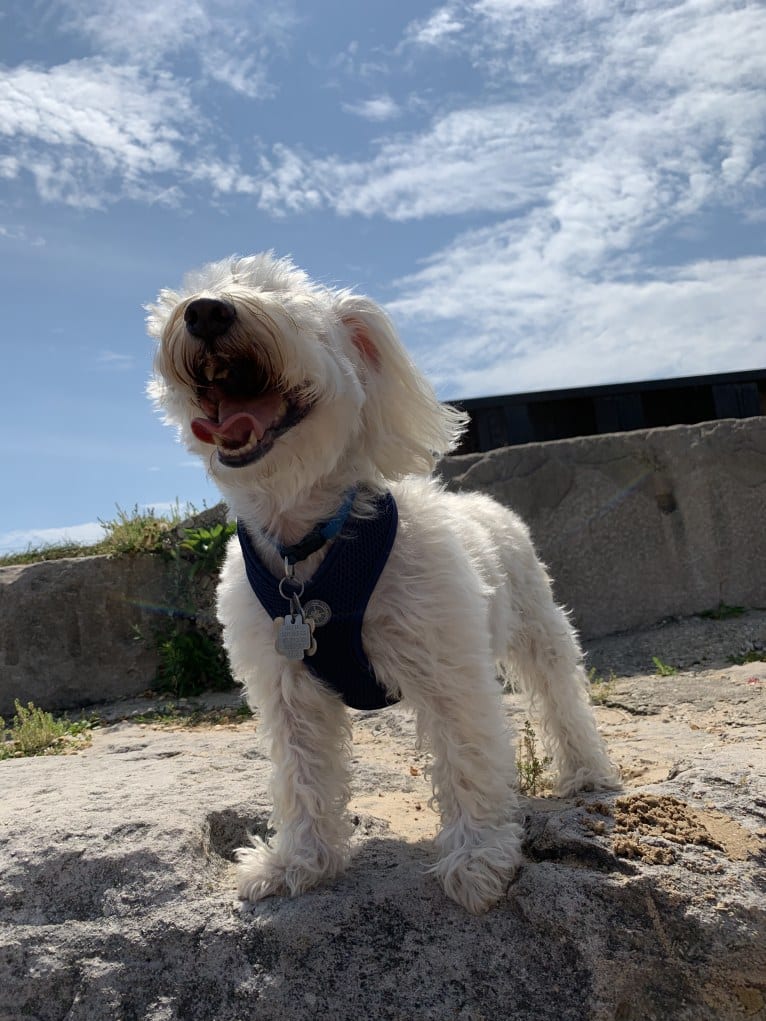 Buddy, a Bichon Frise and Miniature Schnauzer mix tested with EmbarkVet.com