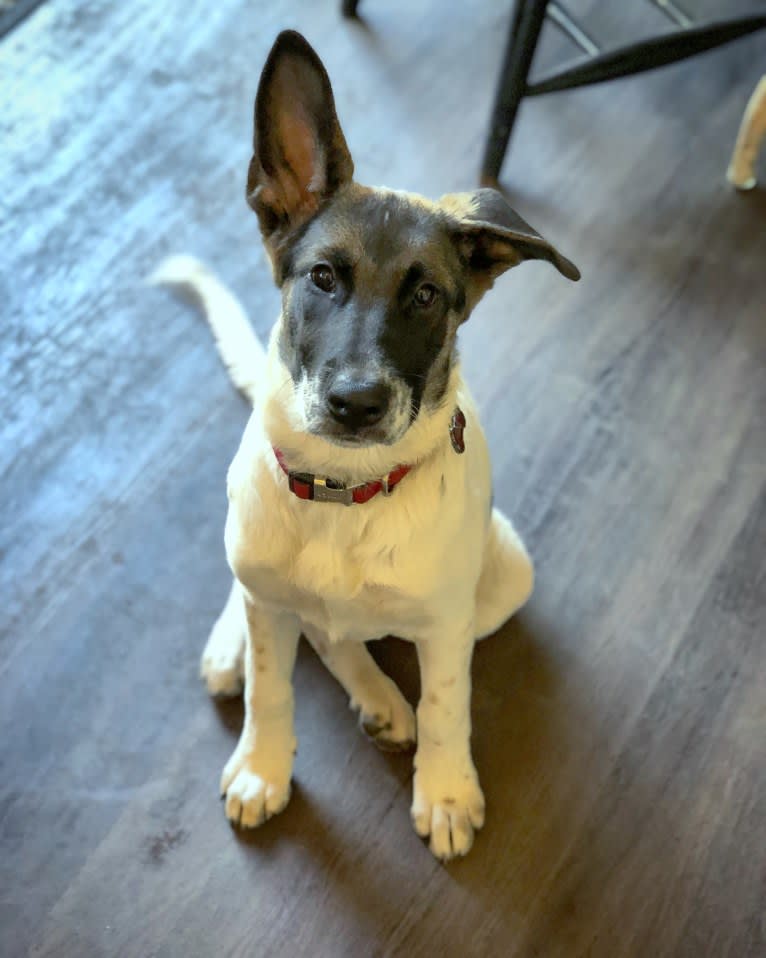 Eris, a German Shepherd Dog and Chow Chow mix tested with EmbarkVet.com