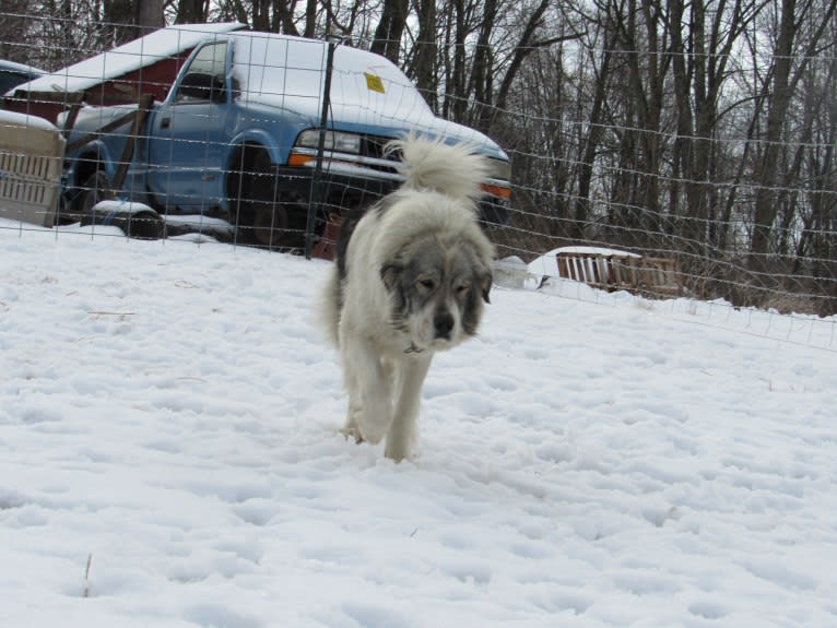 Kima, a Great Pyrenees tested with EmbarkVet.com