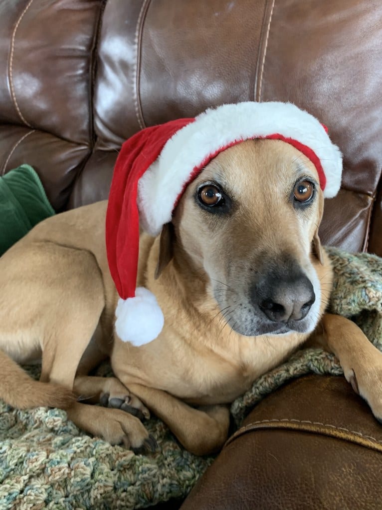 Harley, a Beagle and American Pit Bull Terrier mix tested with EmbarkVet.com