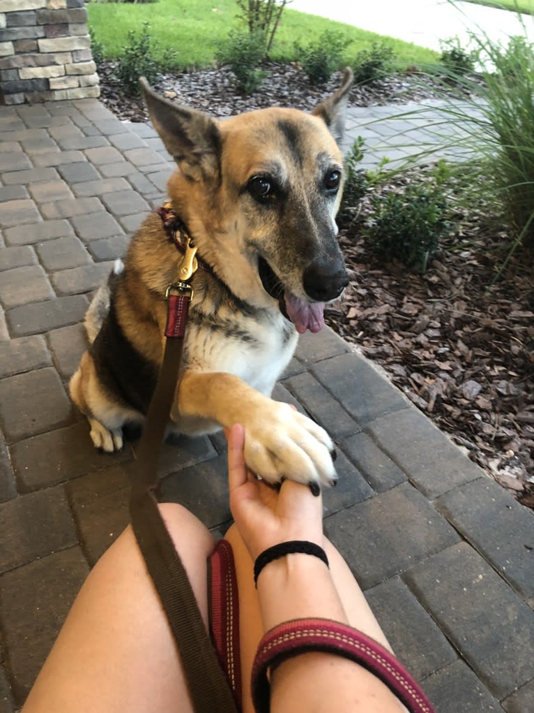 Brie, a German Shepherd Dog and American Eskimo Dog mix tested with EmbarkVet.com