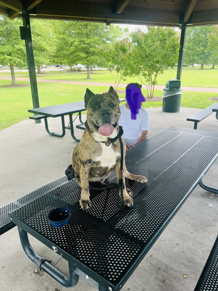 Oreo, a Bulldog and Boxer mix tested with EmbarkVet.com