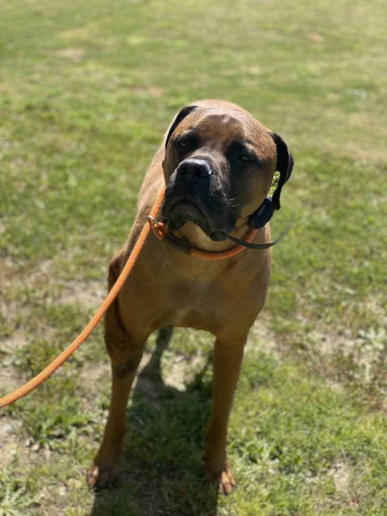 Achilles, a Bullmastiff tested with EmbarkVet.com