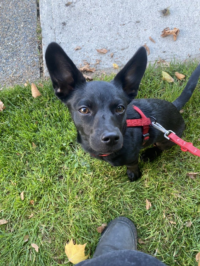 Doby, an Australian Cattle Dog and Miniature Pinscher mix tested with EmbarkVet.com