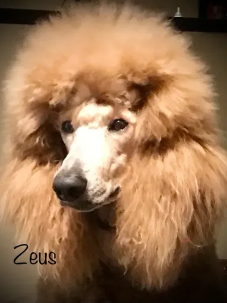 Zeus Kim’s King of Northern Reds, a Poodle (Standard) tested with EmbarkVet.com