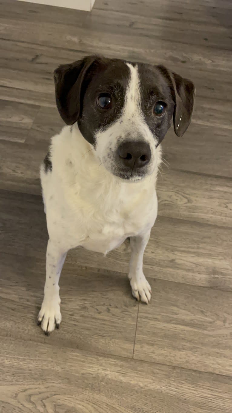 Jack, a Russell-type Terrier and Mountain Cur mix tested with EmbarkVet.com