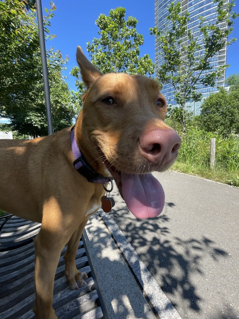 Lavender, an American Pit Bull Terrier and Chow Chow mix tested with EmbarkVet.com