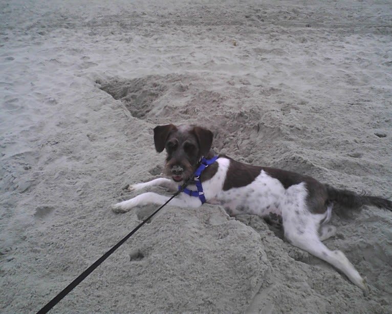 Butler, a Miniature Schnauzer and Rat Terrier mix tested with EmbarkVet.com