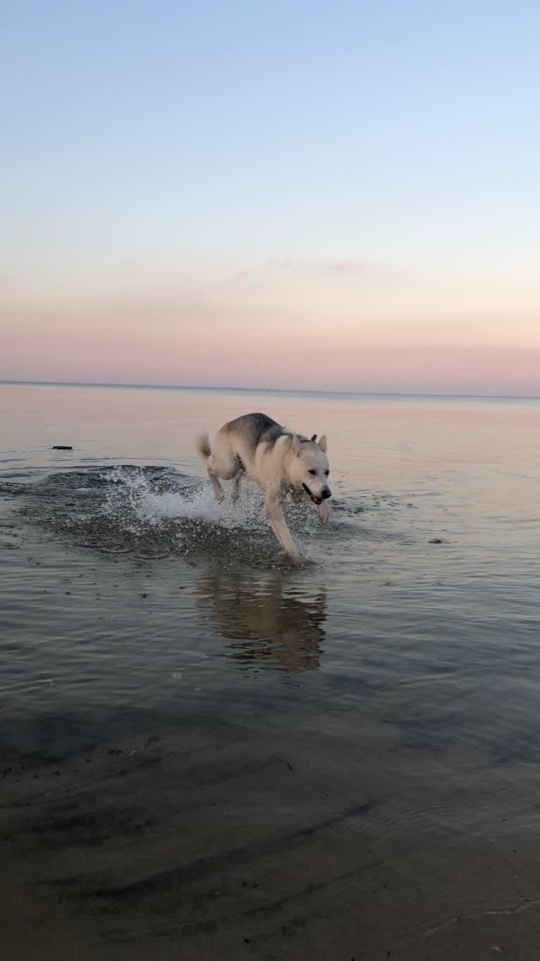 Shiloh, a Siberian Husky and German Shepherd Dog mix tested with EmbarkVet.com