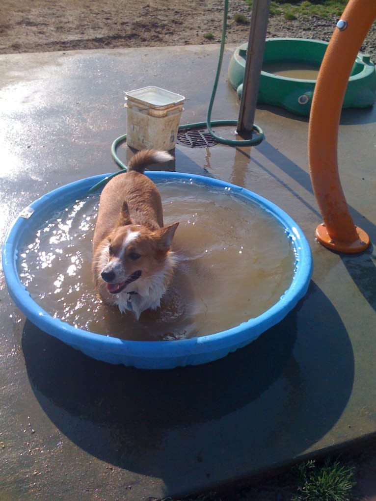 Wizard, a Pembroke Welsh Corgi and Border Collie mix tested with EmbarkVet.com