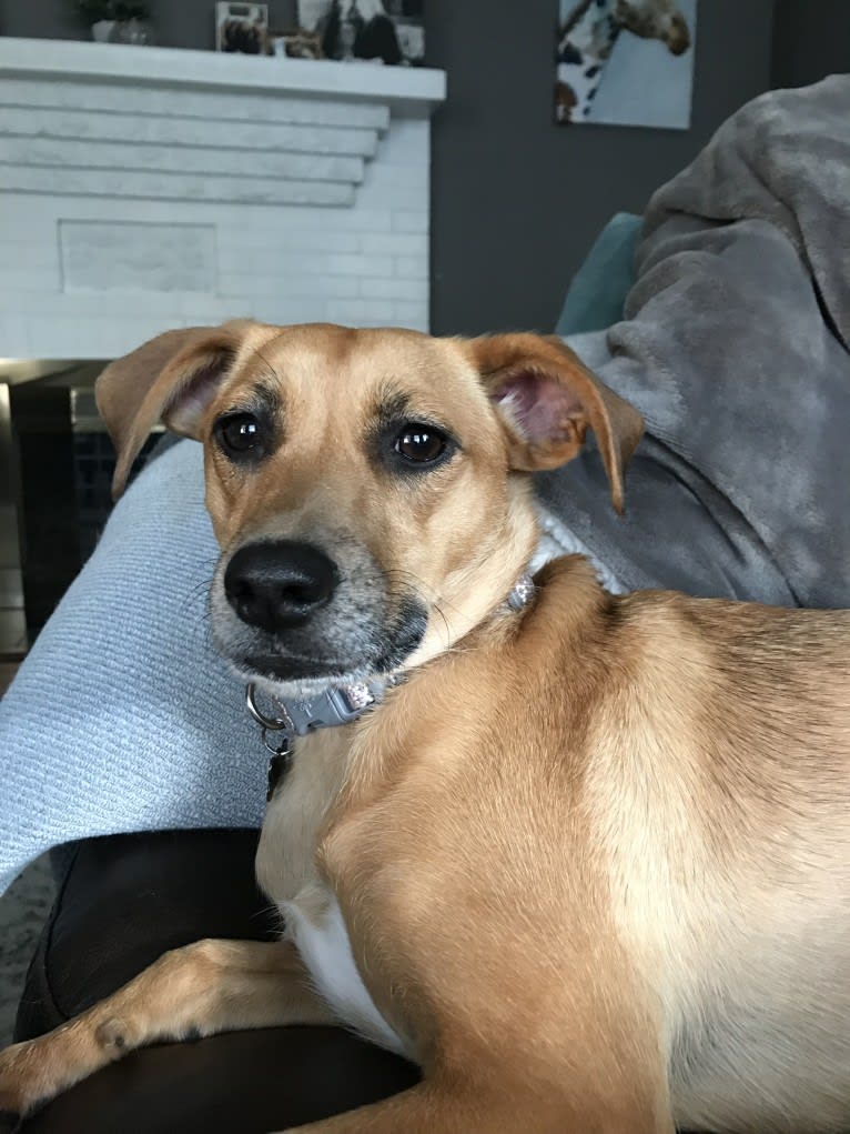 Ruby, a Rat Terrier and Beagle mix tested with EmbarkVet.com