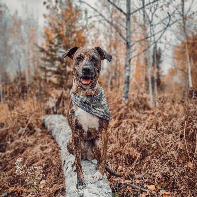 Wren, a Catahoula Leopard Dog and Rottweiler mix tested with EmbarkVet.com