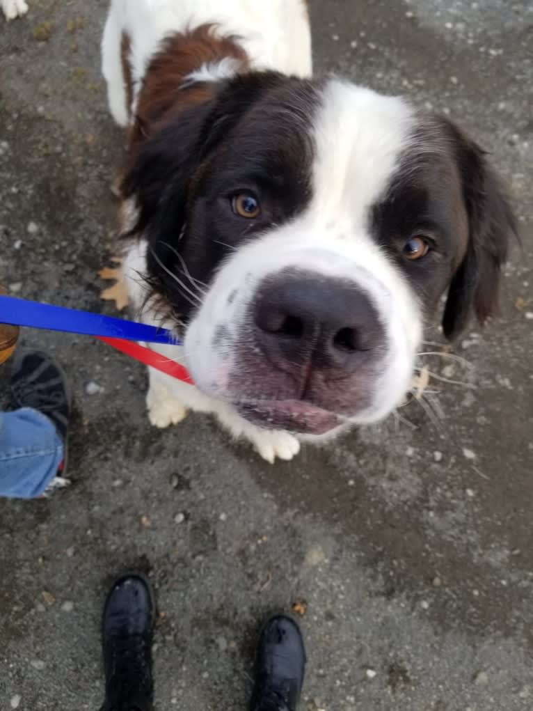 Waffles, a Saint Bernard tested with EmbarkVet.com