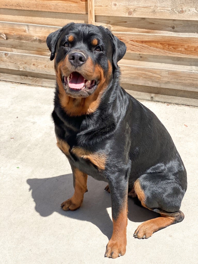 Maverick, a Rottweiler tested with EmbarkVet.com