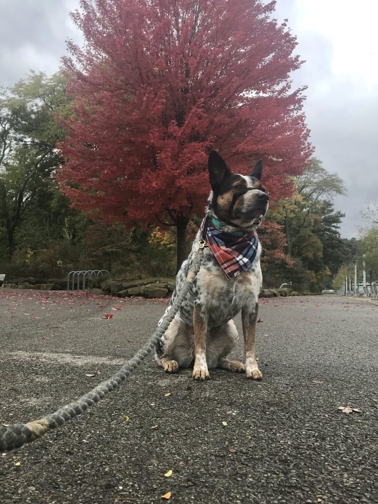 April, an Australian Cattle Dog and Border Collie mix tested with EmbarkVet.com