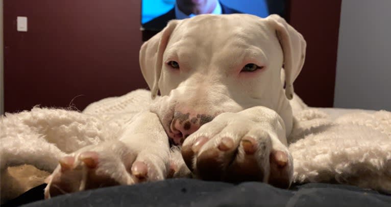 Daryl, an American Pit Bull Terrier and American Staffordshire Terrier mix tested with EmbarkVet.com