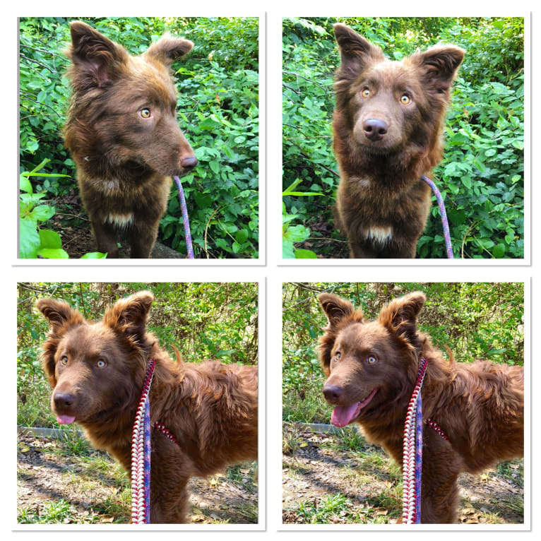 Ruby, a Border Collie and Chinese Shar-Pei mix tested with EmbarkVet.com