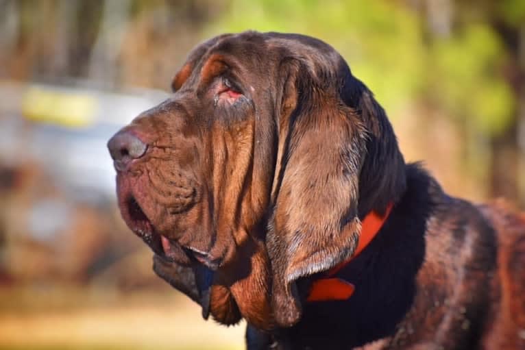 Moose, a Bloodhound tested with EmbarkVet.com