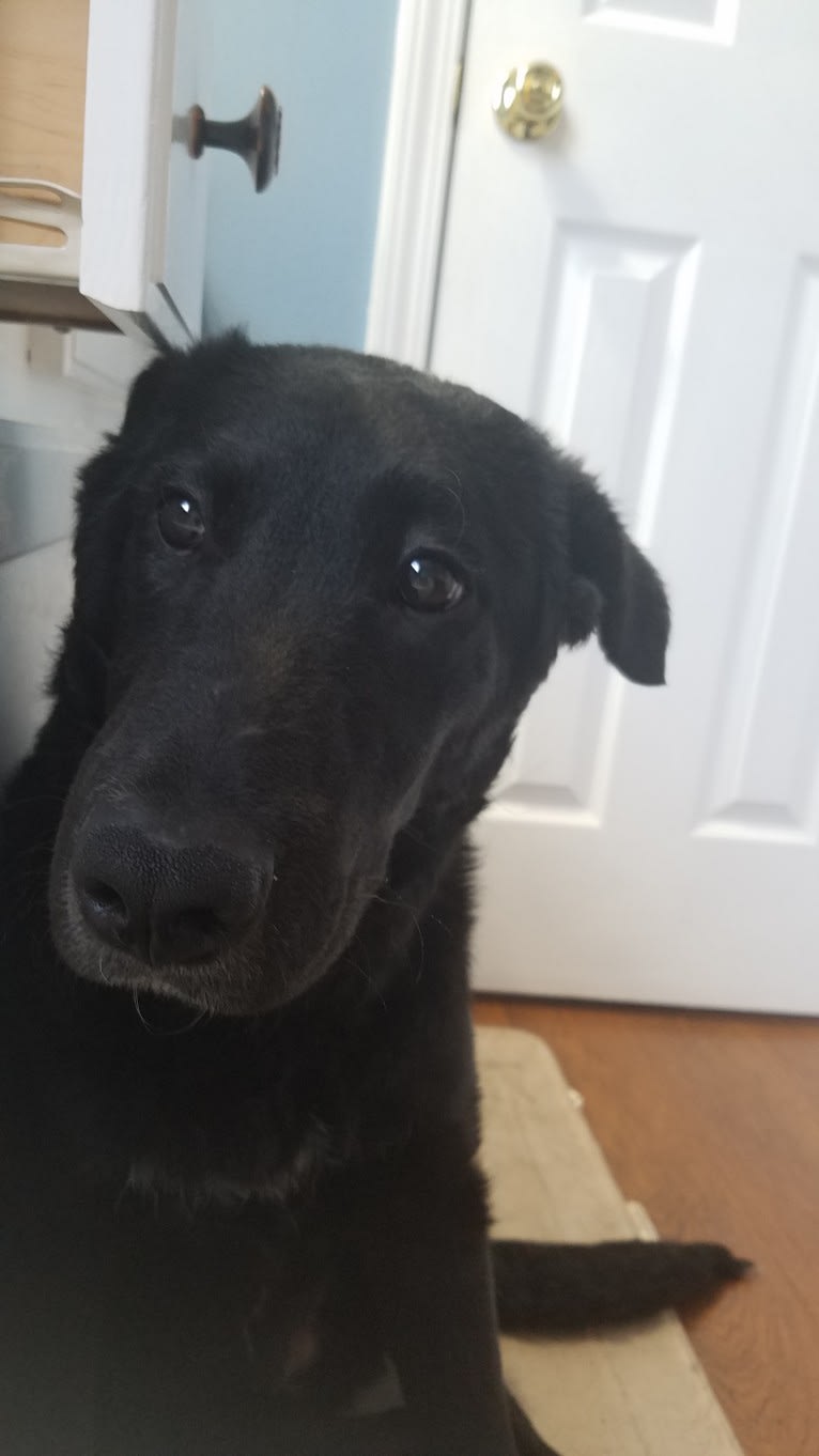 Bentley, a Labrador Retriever and Siberian Husky mix tested with EmbarkVet.com