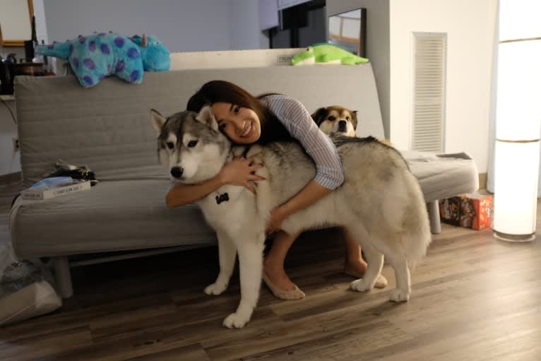 Timber, a Siberian Husky tested with EmbarkVet.com