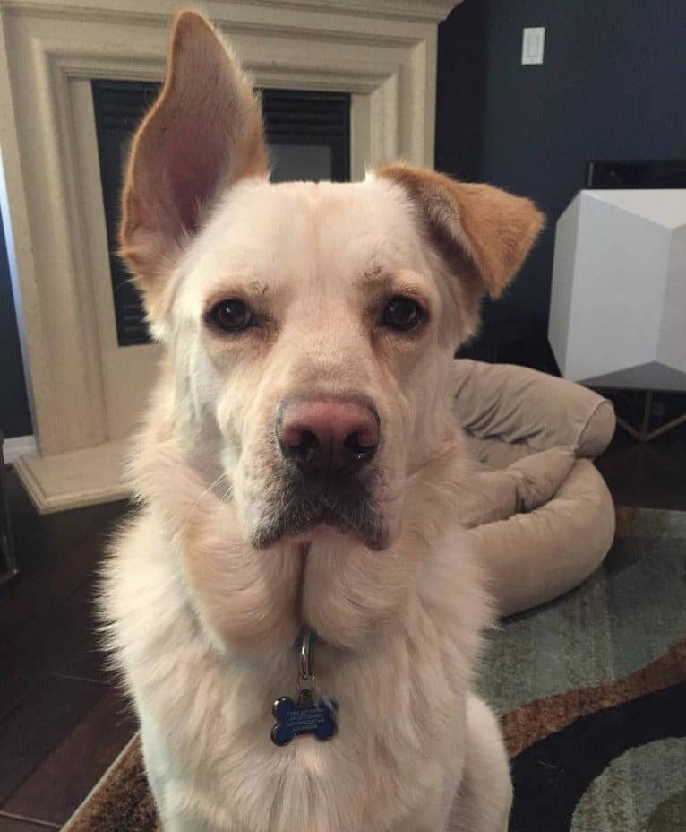 Bergen, a German Shepherd Dog and Neapolitan Mastiff mix tested with EmbarkVet.com