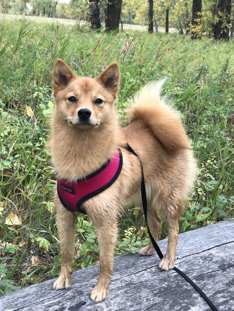 Fionna the Brave, a Finnish Spitz tested with EmbarkVet.com