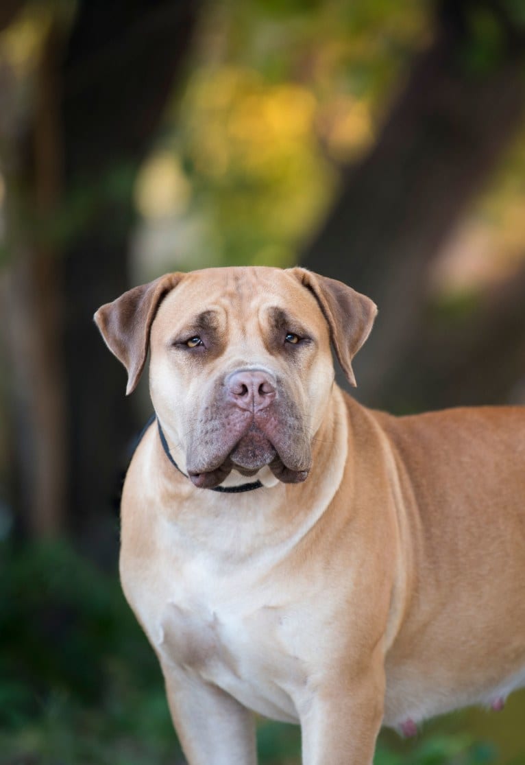 BELLA, a Boerboel tested with EmbarkVet.com