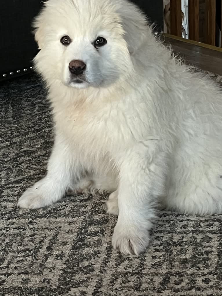 Kevin, a Great Pyrenees (14.6% unresolved) tested with EmbarkVet.com