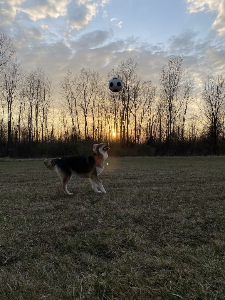 Turbo, a Siberian Husky and German Shepherd Dog mix tested with EmbarkVet.com