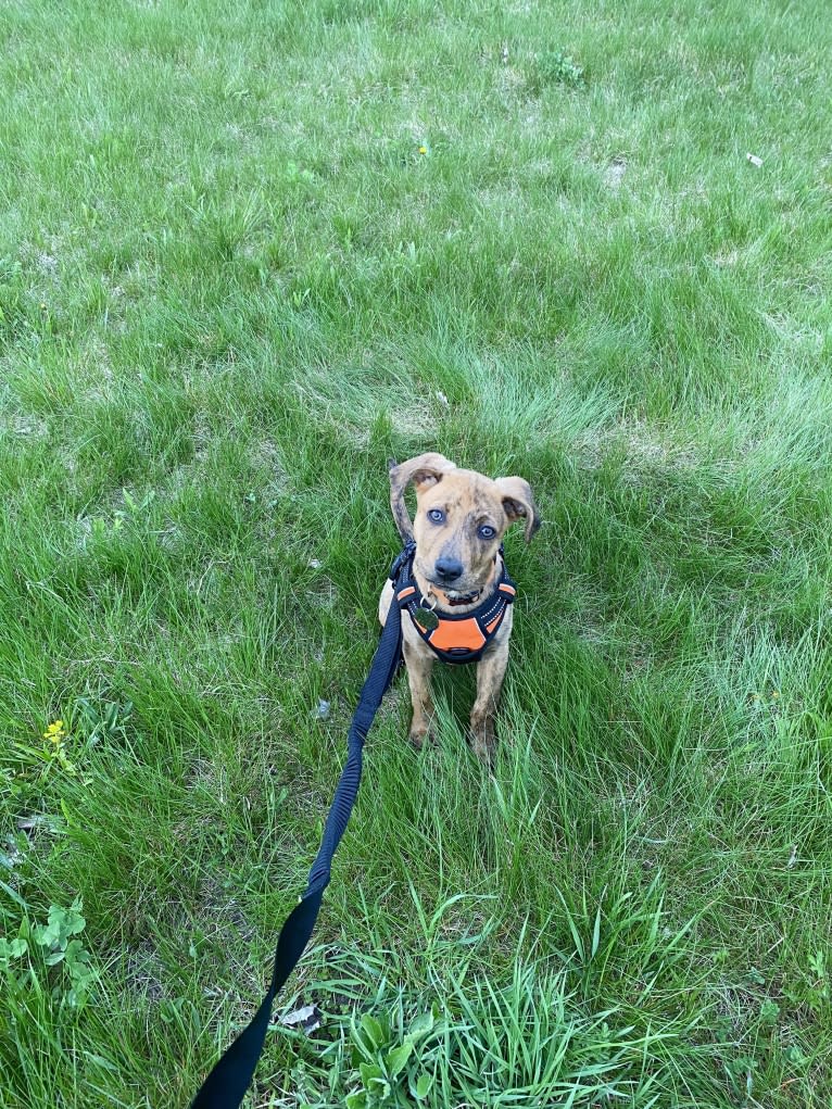 Lyza, a Catahoula Leopard Dog and American Pit Bull Terrier mix tested with EmbarkVet.com