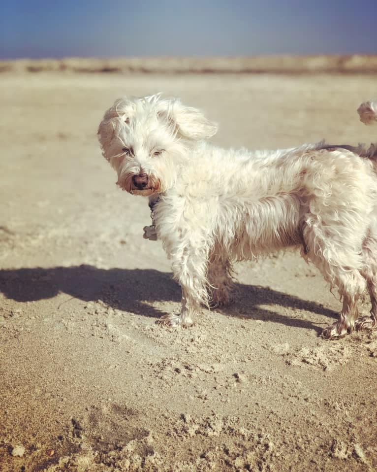 Buddy, a Bichon Frise and Miniature Schnauzer mix tested with EmbarkVet.com