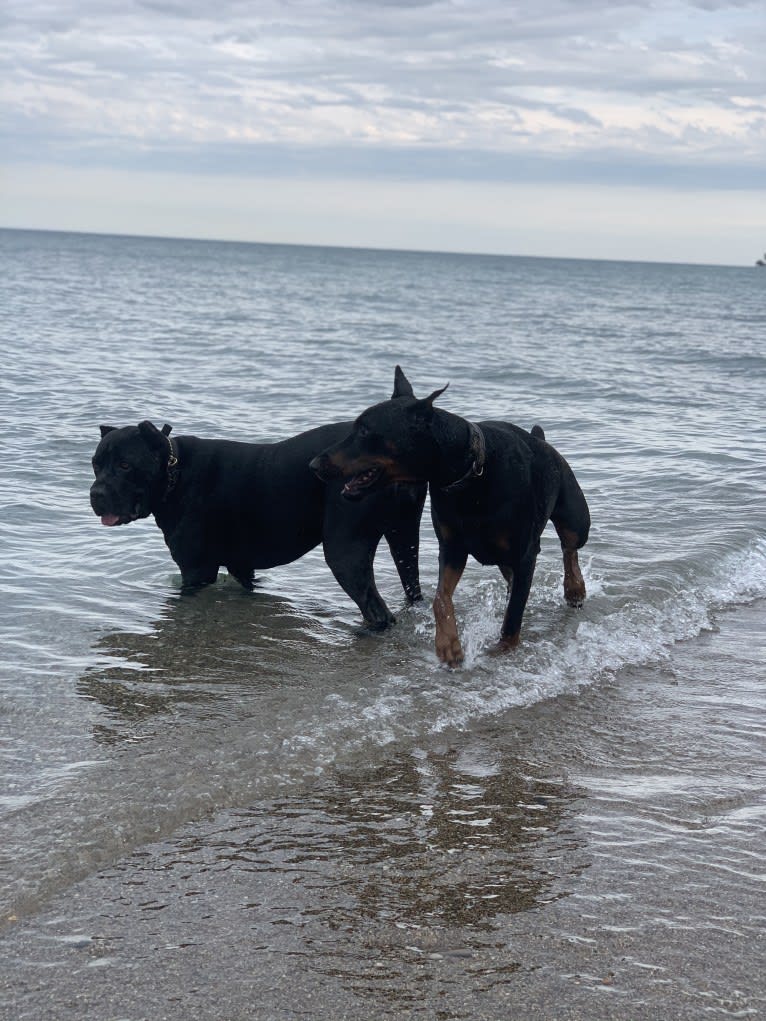 South Paw’s Nhaga, a Doberman Pinscher tested with EmbarkVet.com