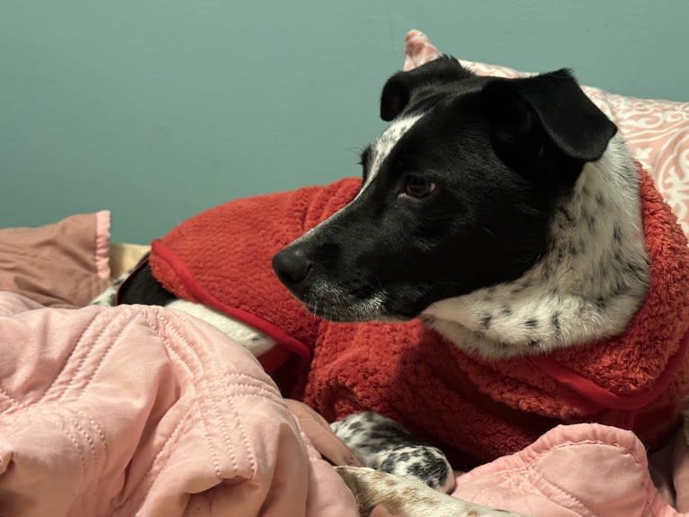 Riley, an Australian Cattle Dog and American Pit Bull Terrier mix tested with EmbarkVet.com