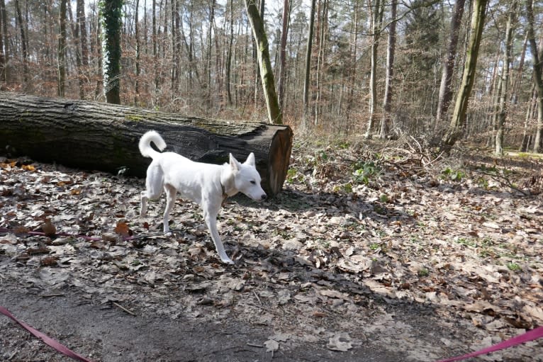 Suri, a Canaan Dog tested with EmbarkVet.com