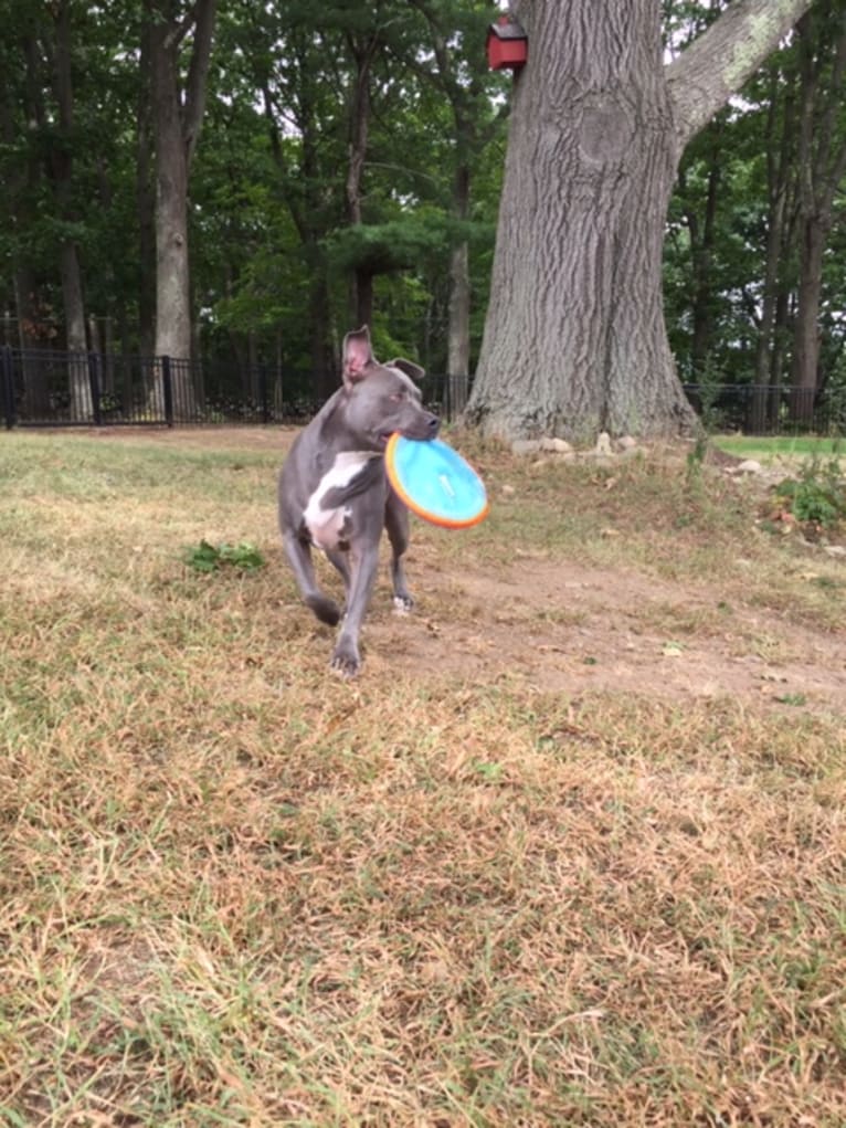 Wallace, a Staffordshire Terrier tested with EmbarkVet.com