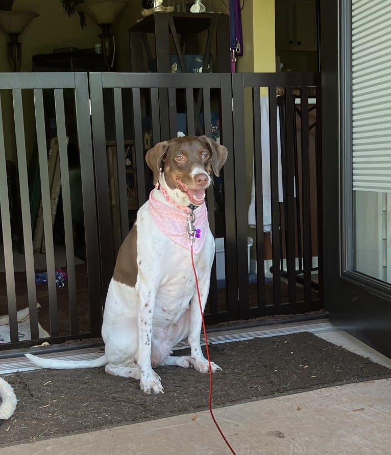 Kiki, a Pointer tested with EmbarkVet.com