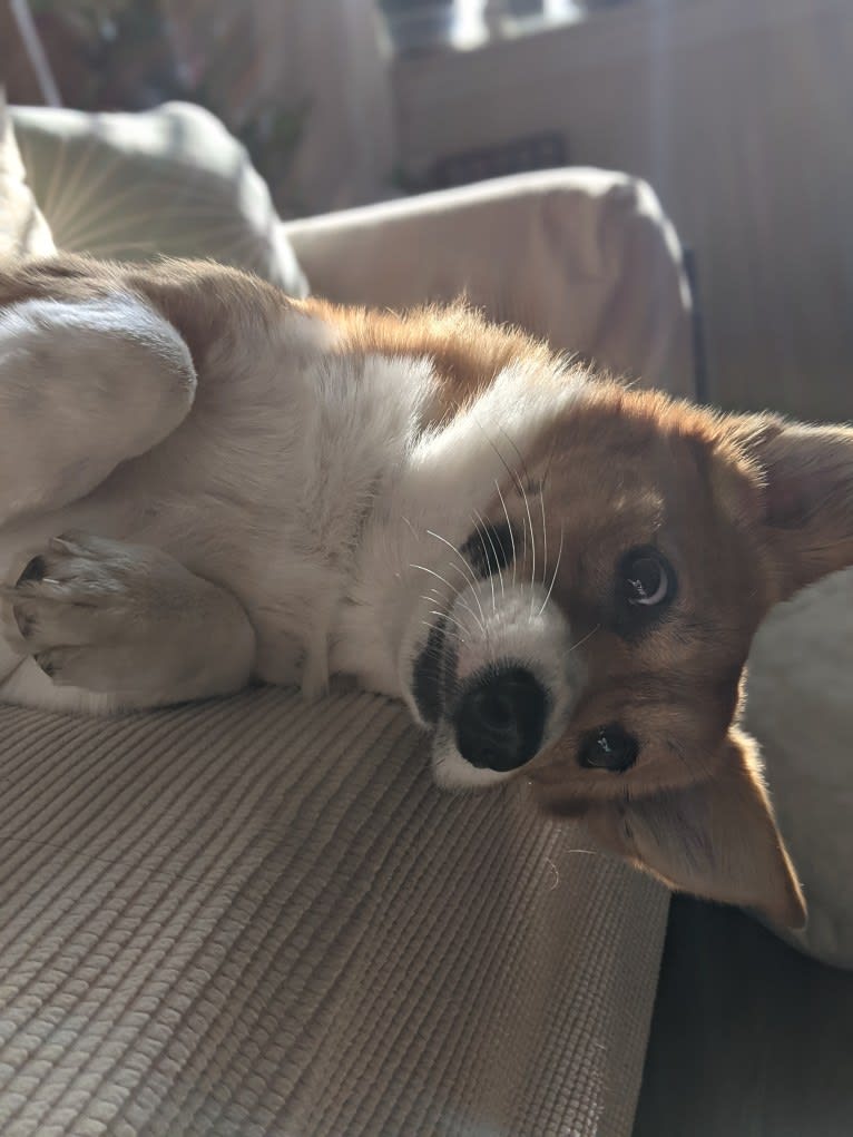 Fleur, a Pembroke Welsh Corgi tested with EmbarkVet.com