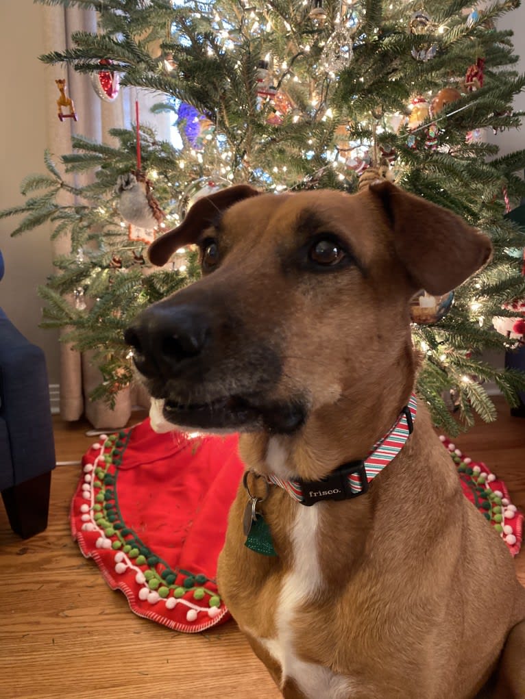 Tate, an American Pit Bull Terrier and Labrador Retriever mix tested with EmbarkVet.com