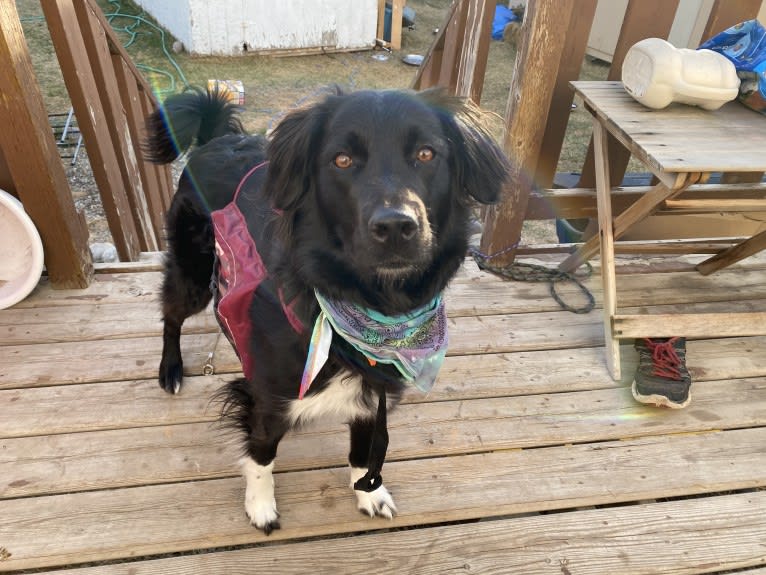 Aloe Vera, a Rottweiler and Border Collie mix tested with EmbarkVet.com