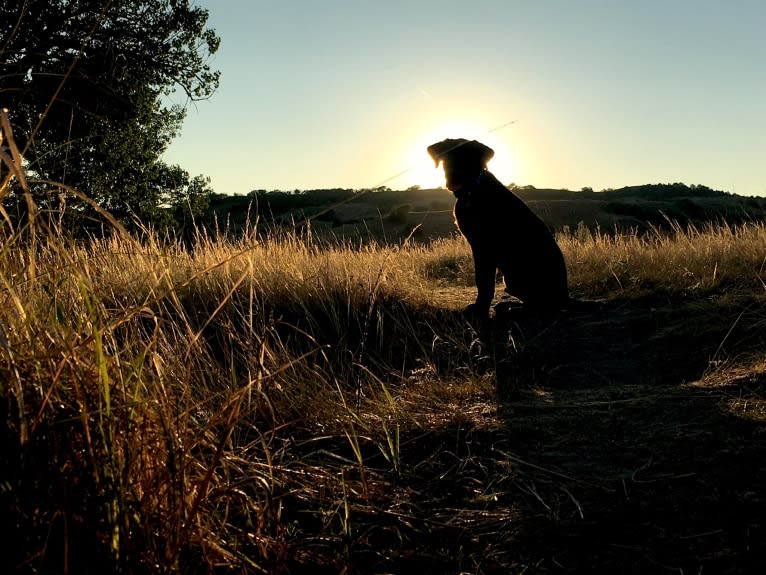 Gallatin, a Labrador Retriever tested with EmbarkVet.com